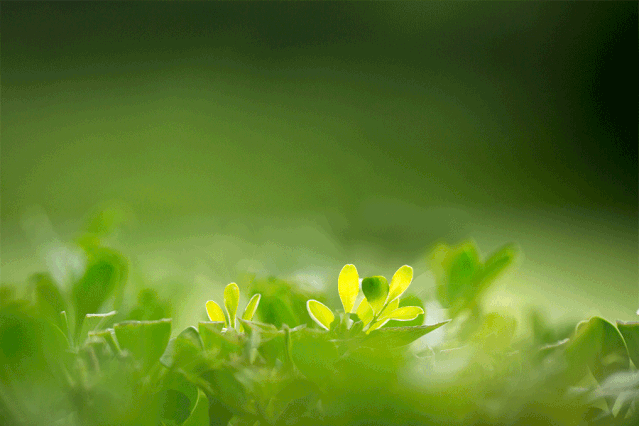 春天花正開(kāi)，春敏快走開(kāi)！