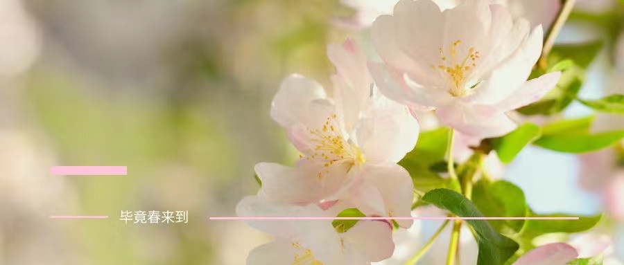 Oh，No! 春天美美的，你卻黃黃的....